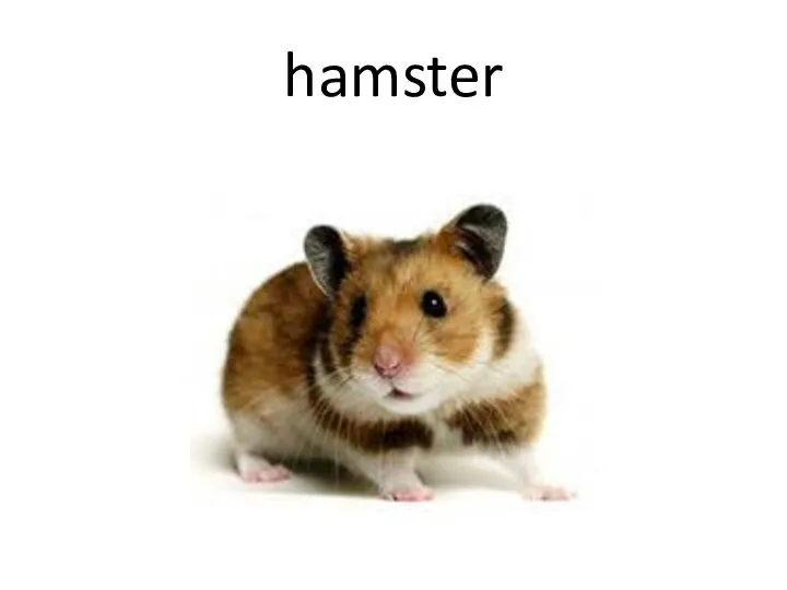 hamster