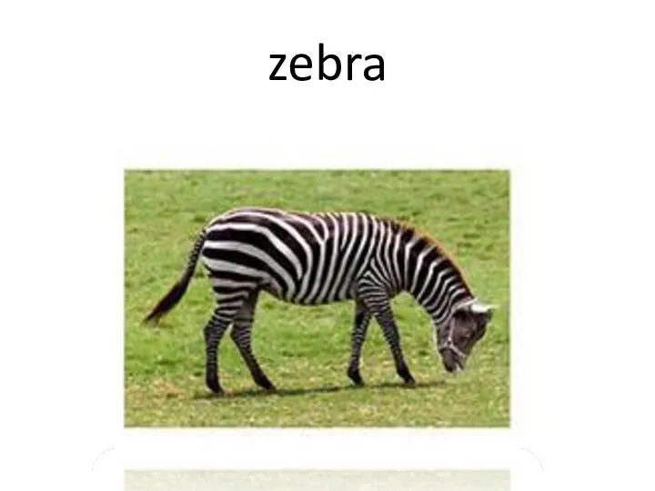 zebra