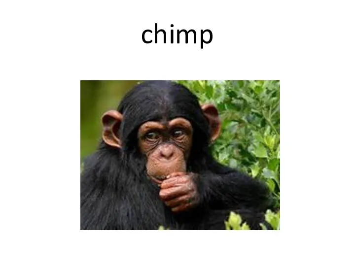 chimp