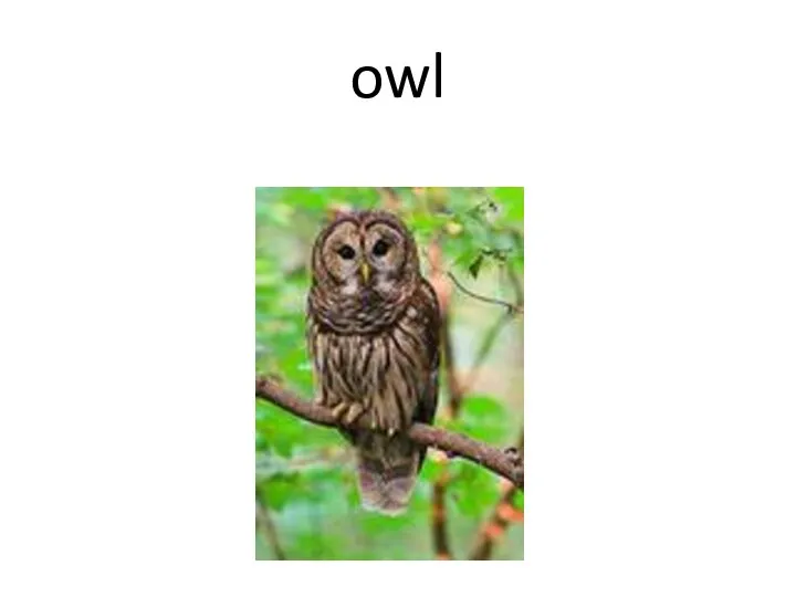 owl