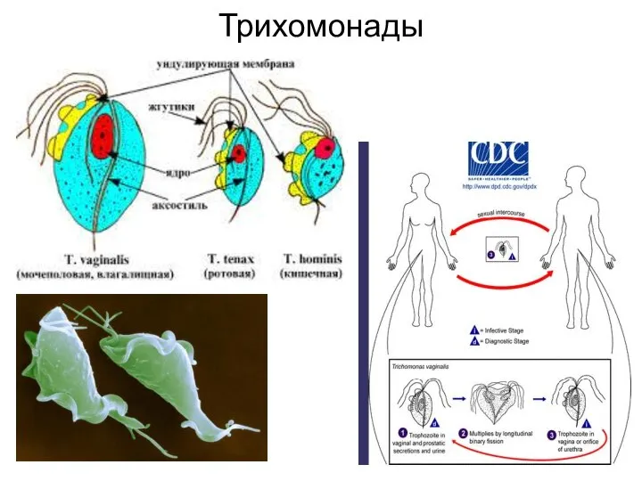 Трихомонады