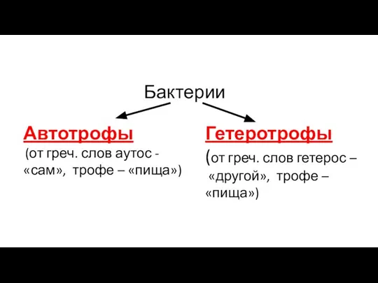 Бактерии Автотрофы (от греч. слов аутос - «сам», трофе – «пища») Гетеротрофы