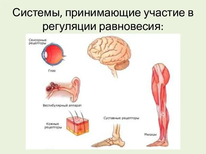 Системы, принимающие участие в регуляции равновесия: