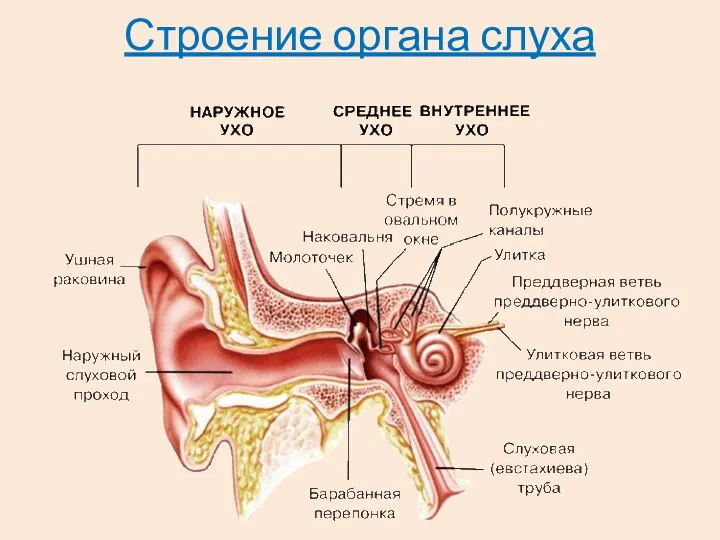 Строение органа слуха