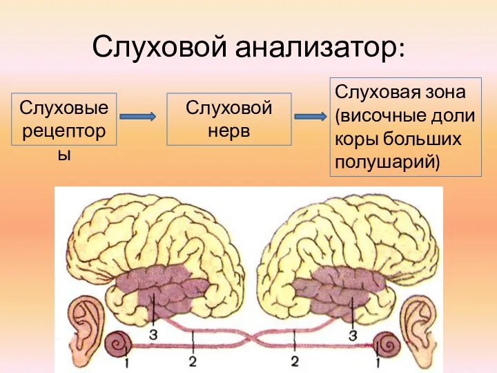 Слуховой анализатор: Слуховые рецепторы Слуховой нерв Слуховая зона (височные доли коры больших полушарий)