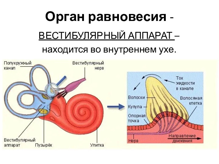 Орган равновесия - ВЕСТИБУЛЯРНЫЙ АППАРАТ – находится во внутреннем ухе.