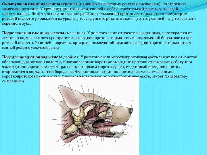 Околоушная слюнная железа серозная (у хищных в некоторых участках смешанная), по строению