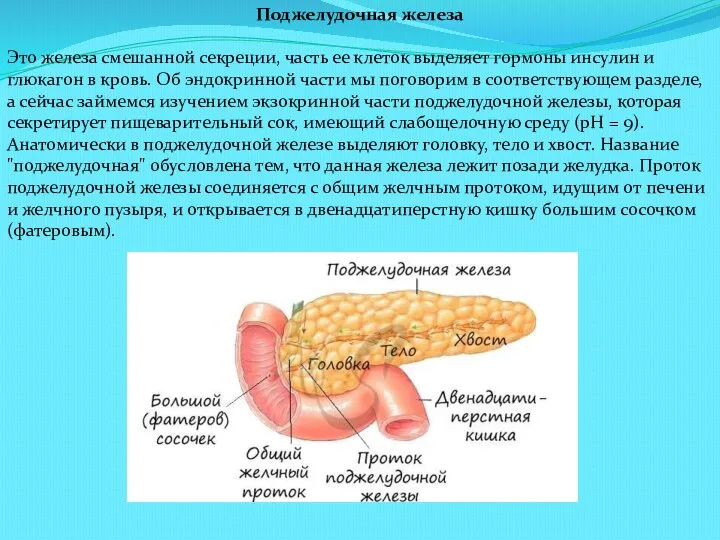 Поджелудочная железа Это железа смешанной секреции, часть ее клеток выделяет гормоны инсулин