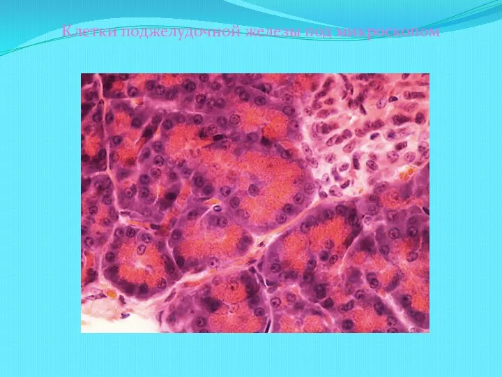 Клетки поджелудочной железы под микроскопом