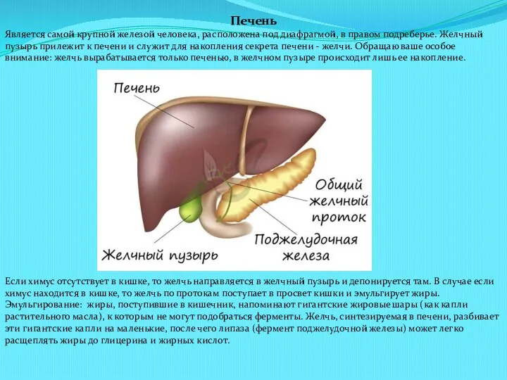 Печень Является самой крупной железой человека, расположена под диафрагмой, в правом подреберье.