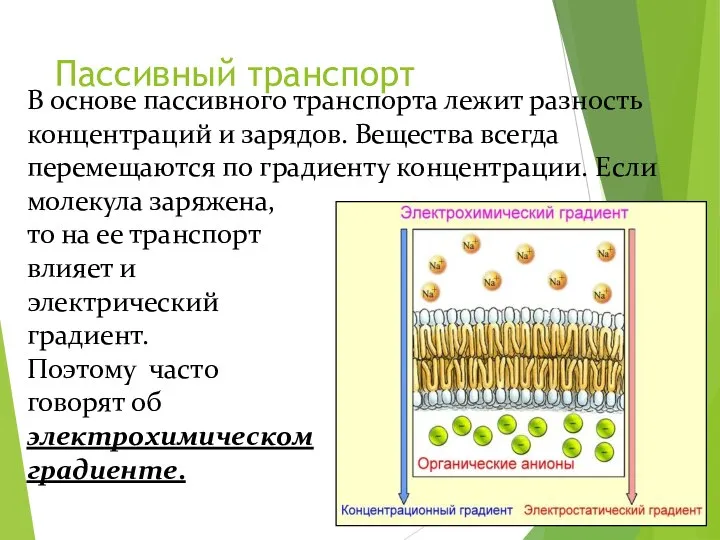 В основе пассивного транспорта лежит разность концентраций и зарядов. Вещества всегда перемещаются