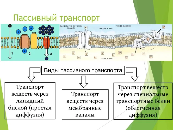 Пассивный транспорт Виды пассивного транспорта Транспорт веществ через липидный бислой (простая диффузия)