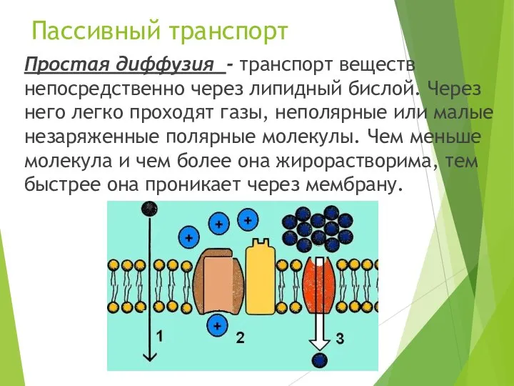 Пассивный транспорт Простая диффузия - транспорт веществ непосредственно через липидный бислой. Через