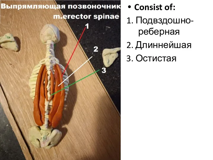 Consist of: 1. Подвздошно-реберная 2. Длиннейшая 3. Остистая