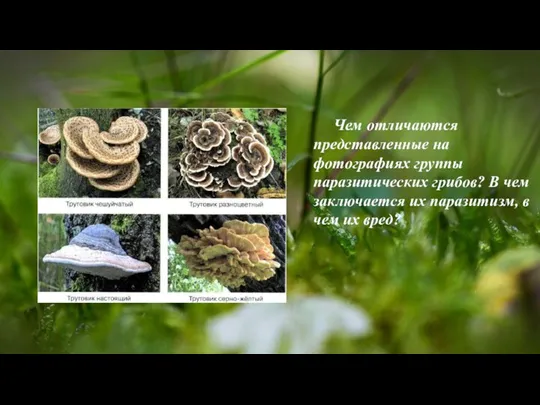 Чем отличаются представленные на фотографиях группы паразитических грибов? В чем заключается их