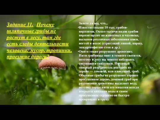 Задание 11. Почему шляпочные грибы не растут в лесу, там где есть