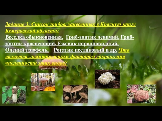 Задание 3. Список грибов, занесенных в Красную книгу Кемеровской области: Веселка обыкновенная,