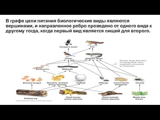 В графе цепи питания биологические виды являются вершинами, и направленное ребро проведено