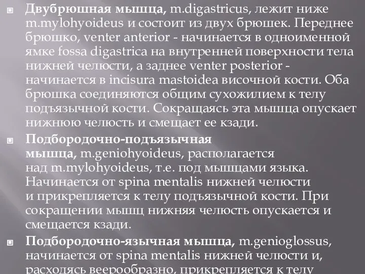 Двубрюшная мышца, m.digastricus, лежит ниже m.mylohyoideus и состоит из двух брюшек. Переднее