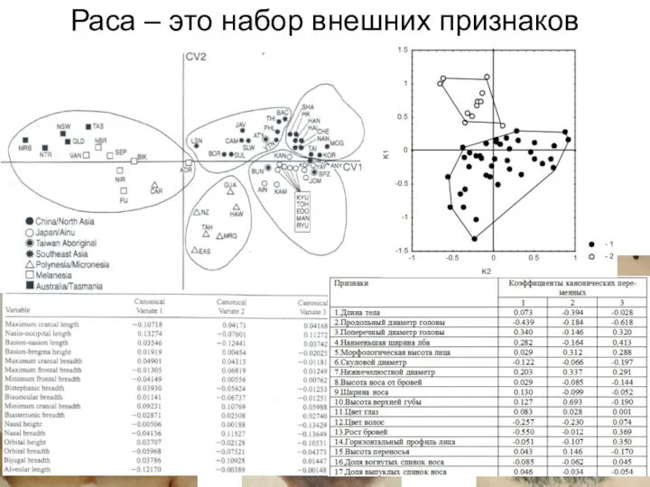 Раса – это набор внешних признаков