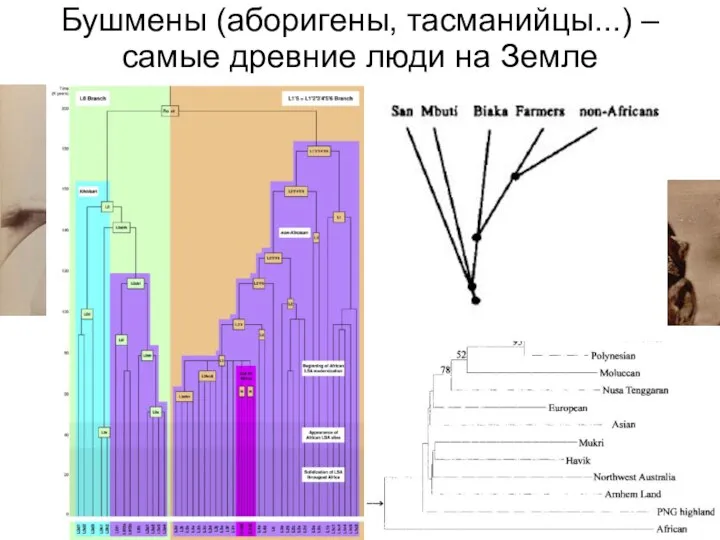 Бушмены (аборигены, тасманийцы...) – самые древние люди на Земле