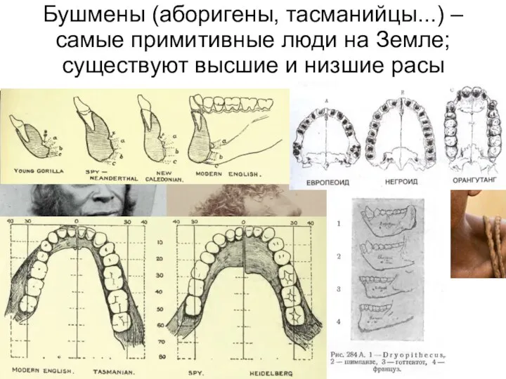 Бушмены (аборигены, тасманийцы...) – самые примитивные люди на Земле; существуют высшие и низшие расы