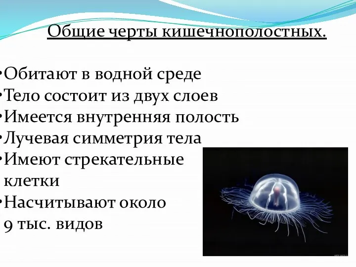 Общие черты кишечнополостных. Обитают в водной среде Тело состоит из двух слоев