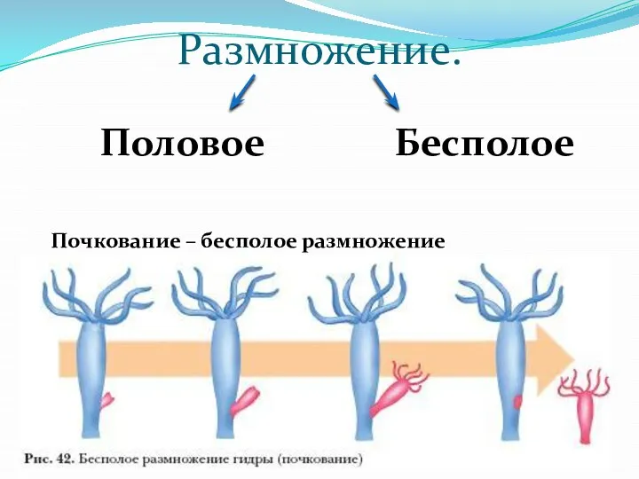 Размножение. Половое Бесполое Почкование – бесполое размножение