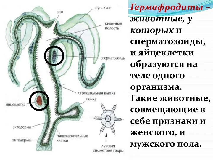 Гермафродиты – животные, у которых и сперматозоиды, и яйцеклетки образуются на теле