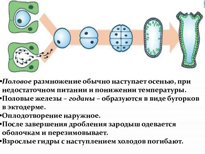 Половое размножение обычно наступает осенью, при недостаточном питании и понижении температуры. Половые