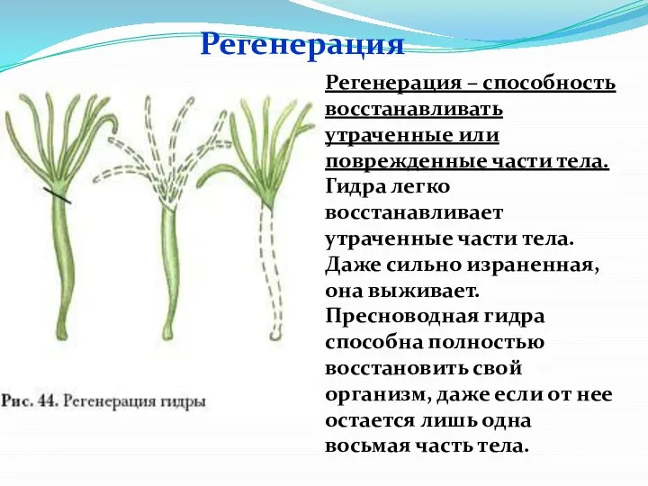 Регенерация Регенерация – способность восстанавливать утраченные или поврежденные части тела. Гидра легко