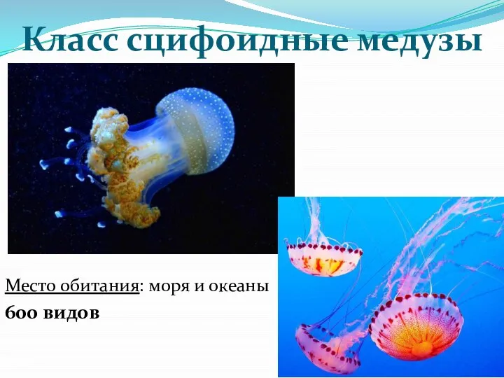 Класс сцифоидные медузы Место обитания: моря и океаны 600 видов