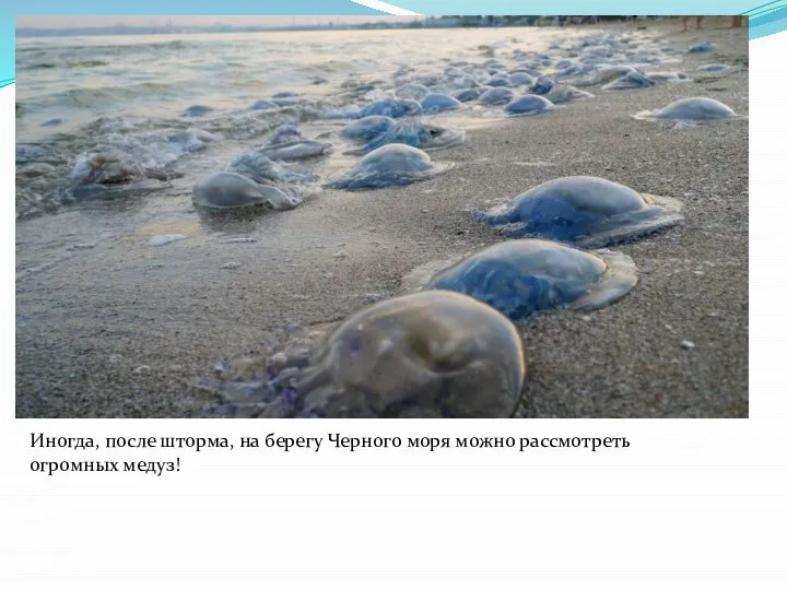 Иногда, после шторма, на берегу Черного моря можно рассмотреть огромных медуз!