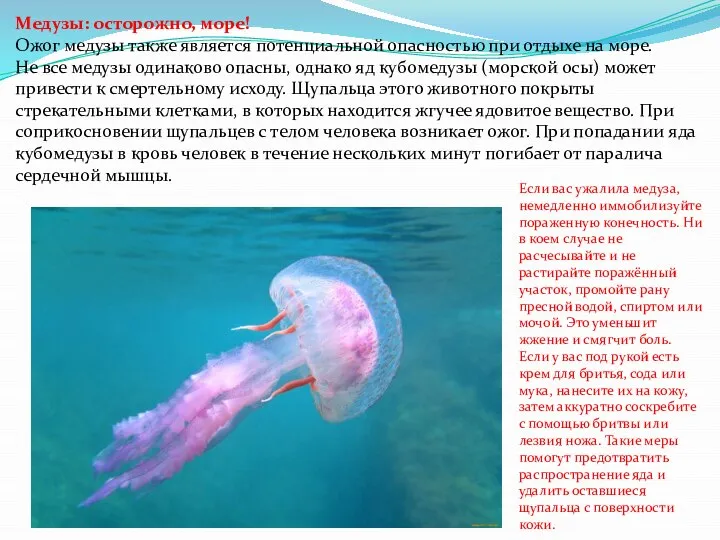 Медузы: осторожно, море! Ожог медузы также является потенциальной опасностью при отдыхе на