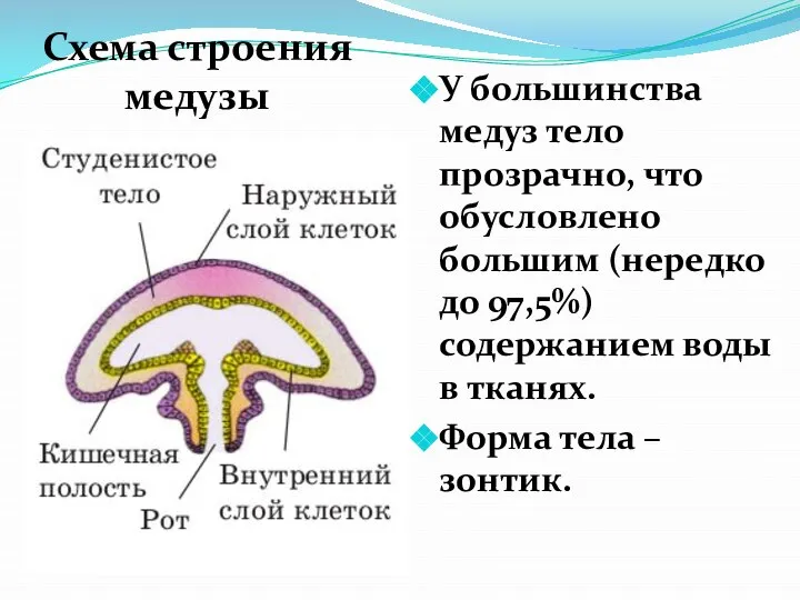 У большинства медуз тело прозрачно, что обусловлено большим (нередко до 97,5%) содержанием