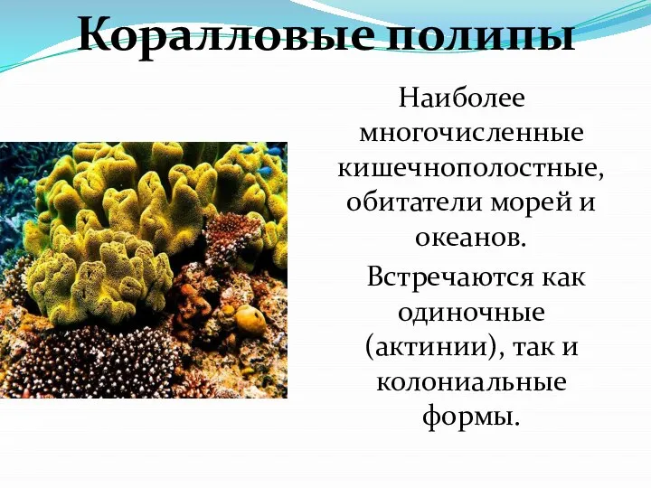 Наиболее многочисленные кишечнополостные, обитатели морей и океанов. Встречаются как одиночные (актинии), так