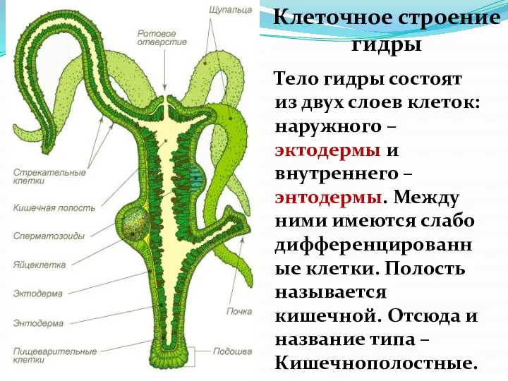 Клеточное строение гидры Тело гидры состоят из двух слоев клеток: наружного –