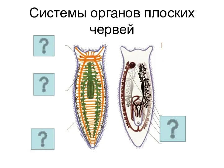 Системы органов плоских червей