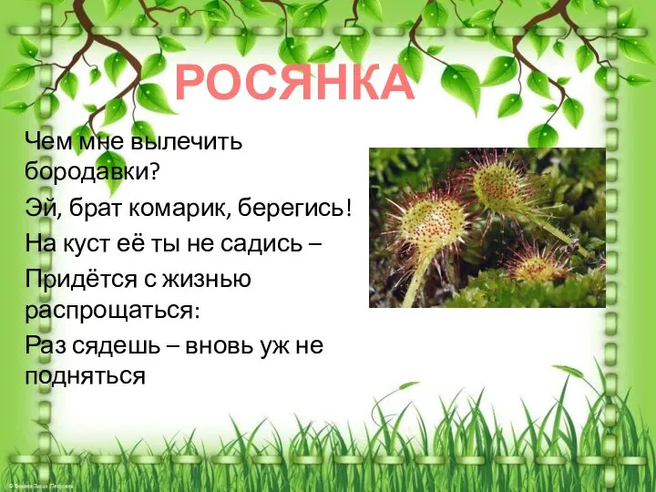 Чем мне вылечить бородавки? Эй, брат комарик, берегись! На куст её ты