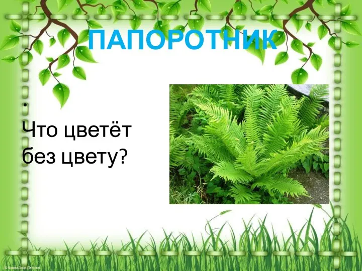 Что цветёт без цвету? ПАПОРОТНИК