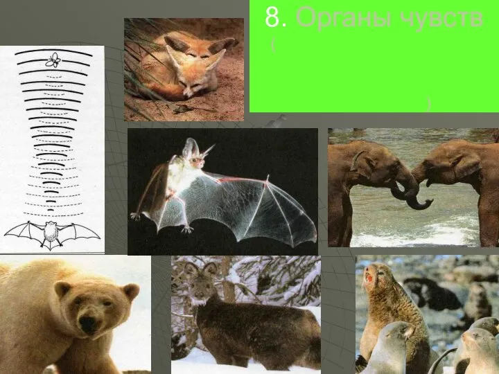 8. Органы чувств (обоняние, осязание, слух, зрение у млекопитающих имеют ряд адаптивных особенностей)