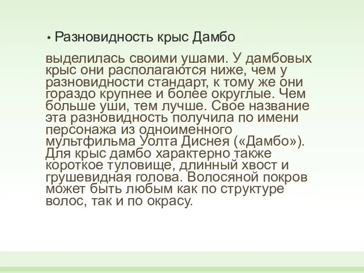 Разновидность крыс Дамбо выделилась своими ушами. У дамбовых крыс они располагаются ниже,