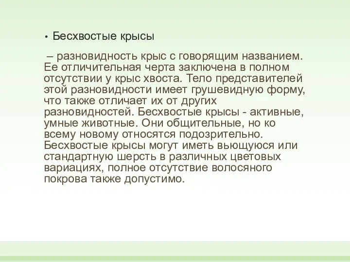 Бесхвостые крысы – разновидность крыс с говорящим названием. Ее отличительная черта заключена