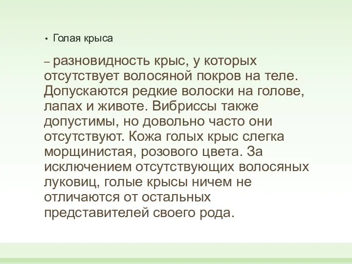 Голая крыса – разновидность крыс, у которых отсутствует волосяной покров на теле.