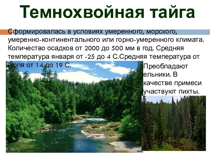 Темнохвойная тайга Сформировалась в условиях умеренного, морского, умеренно-континентального или горно-умеренного климата. Количество