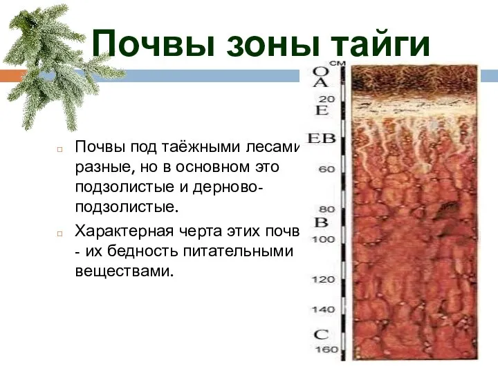 Почвы под таёжными лесами разные, но в основном это подзолистые и дерново-подзолистые.