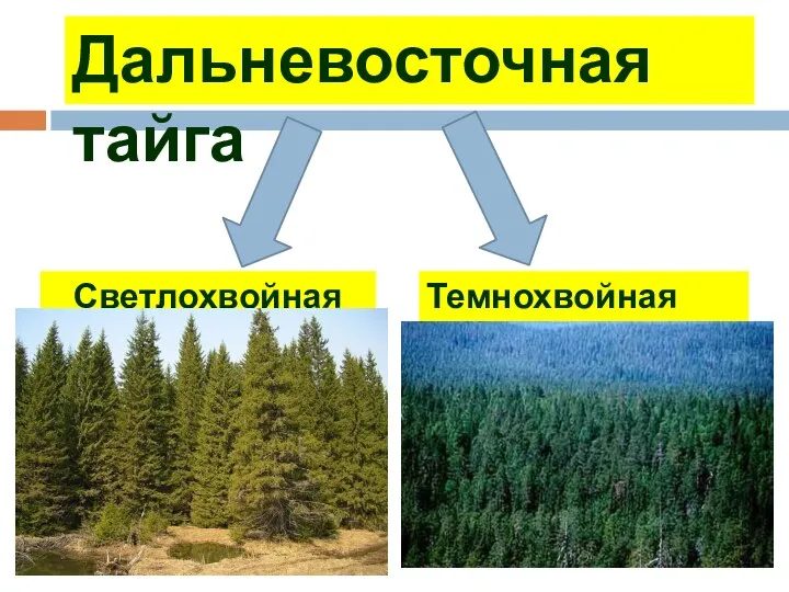 Дальневосточная тайга Светлохвойная тайга Темнохвойная тайга