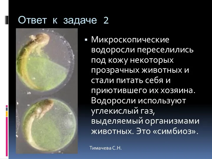 Ответ к задаче 2 Микроскопические водоросли переселились под кожу некоторых прозрачных животных