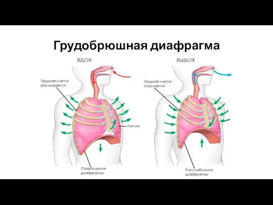 Грудобрюшная диафрагма