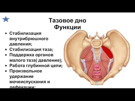 Тазовое дно Функции Стабилизация внутрибрюшного давления; Стабилизация таза; Поддержка органов малого таза(